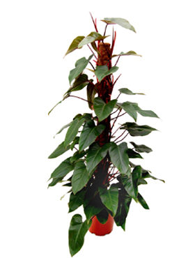 Philodendron Emerald Red Trellis 4 Feet Overall Height 5gal Pot Live Plant Indoor Air Purifier