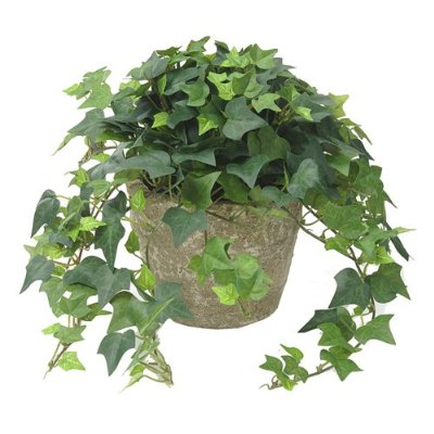 english ivy clean indoor air