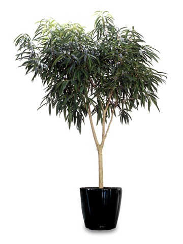 Ficus Alii air purifier