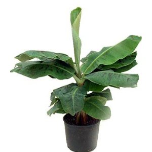 dwarf banana plants purify indoor air of toxic gases