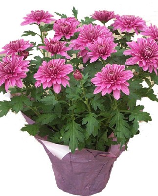 florists mum an effective indoor air purifier