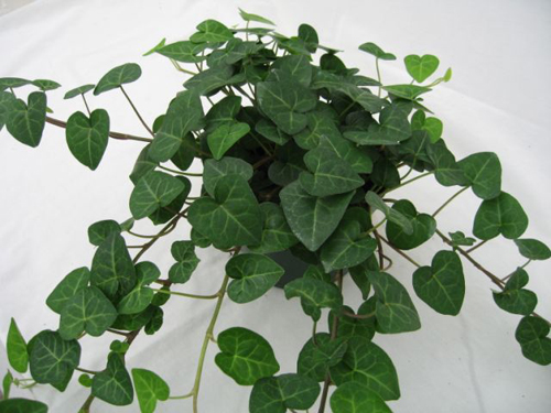 oakleaf ivy purifies indoor air of toxic gases