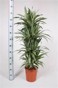 warneckei dracaena tree effective indoor air purifier.