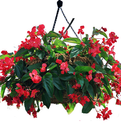 wax begonias purify indoor air of toxic gases