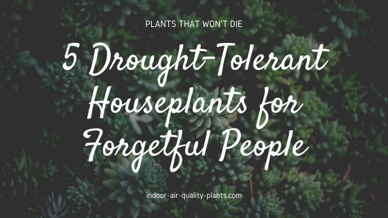 5 drought-tolerant houseplants that won't die 5 drought-tolerant houseplants that won't die