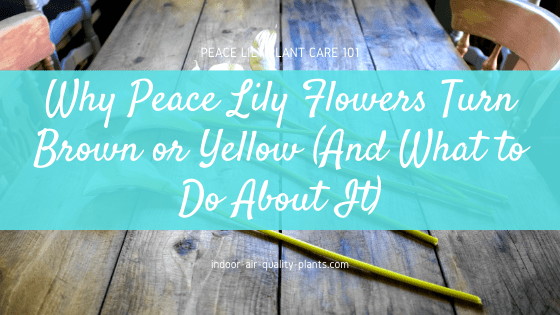 Why Peace Lily Flowers Turn Brown or Yellow (And How to Remedy It)