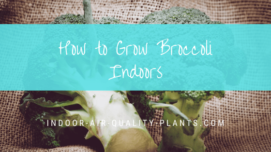Grow Broccoli Indoors (Container, Hydroponics, From Scraps)
