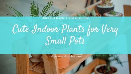 8 Cute Indoor Plants for Very Small Pots