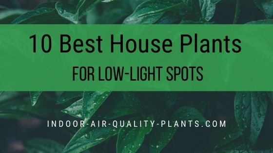 10 Best House Plants for Low-Light Spots